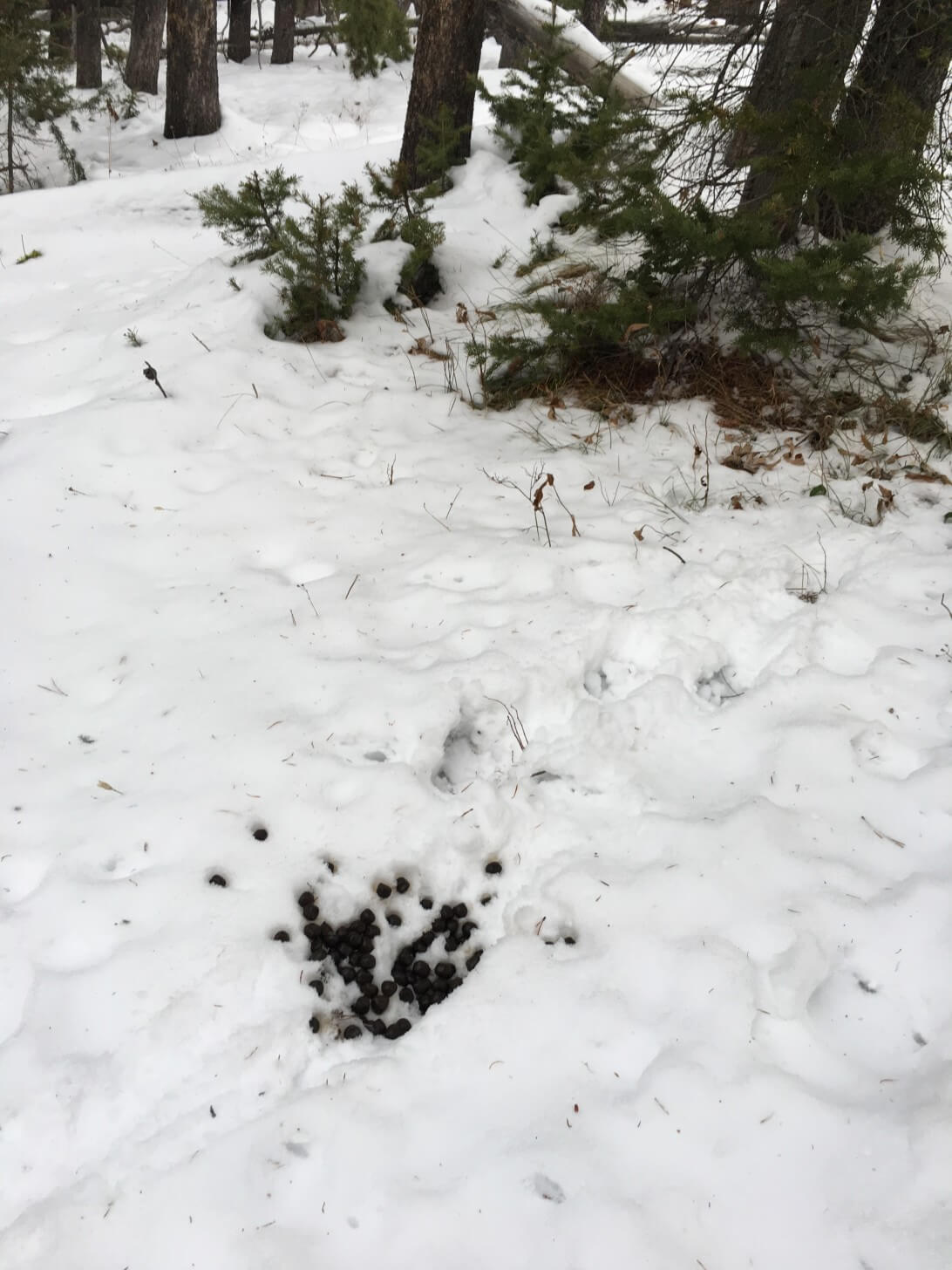 Elk Scat Elk Smell Wapati Elk Hunting Trip Hyalite Canyon