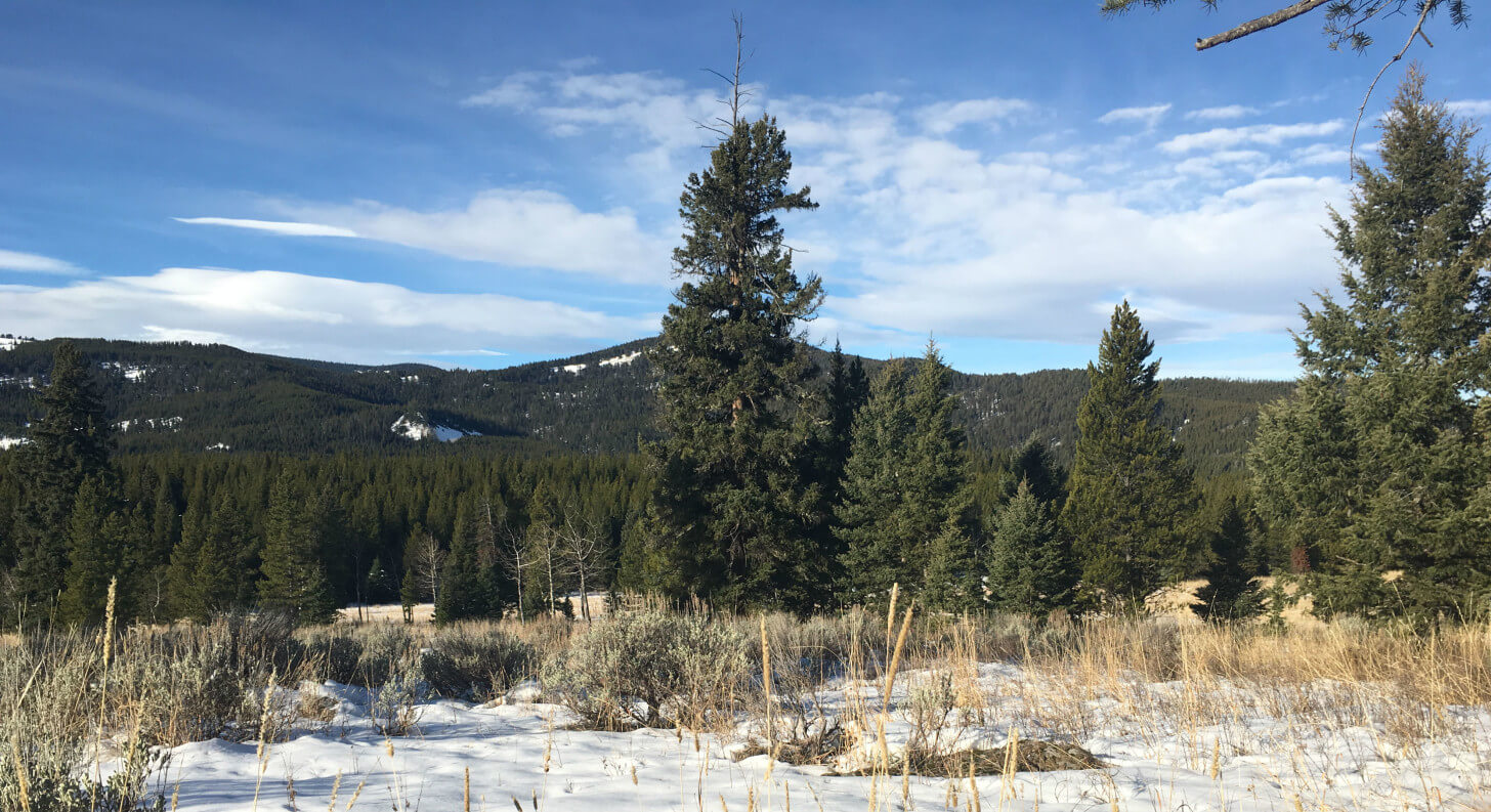 Elk Hunting Meadow Elk Hunting Trip Hyalite Canyon