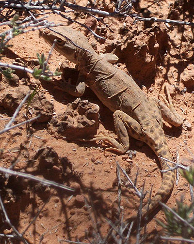 Navajo Canyon Trip Report - 14