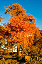 Autumn in Cairngorms National Park, Scotland - 11