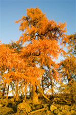 Autumn in Cairngorms National Park, Scotland - 12