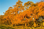 Autumn in Cairngorms National Park, Scotland - 13