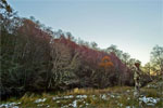 Autumn in Cairngorms National Park, Scotland - 14