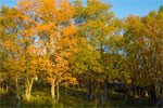 Autumn in Cairngorms National Park, Scotland - 2