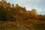 Autumn in Cairngorms National Park, Scotland - 6