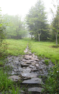 New Wilderness! Dolly Sods & Roaring Plains - 5