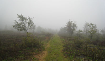 New Wilderness! Dolly Sods & Roaring Plains - 8