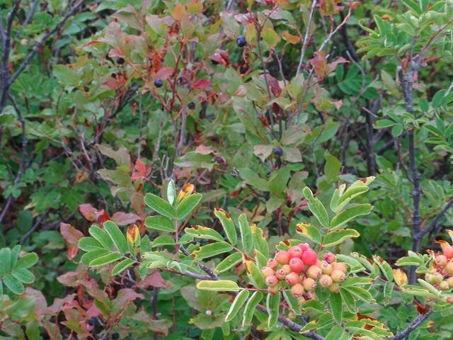 September Around Mount Hood - 21