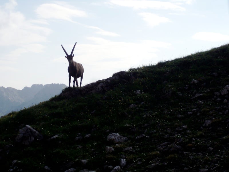 Via Alpina: Not Another Walk in the Woods - 11