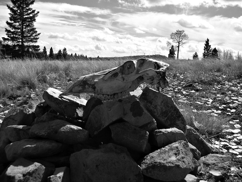 Walking the Backbone: A Journey on the Continental Divide Trail - 12