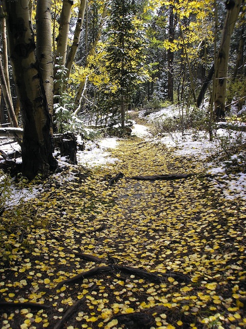 Walking the Backbone: A Journey on the Continental Divide Trail - 8