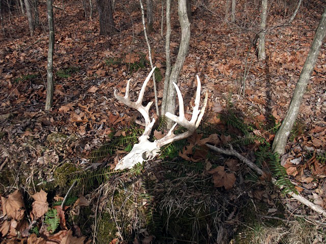 The Ozark Trail: Winters Tone - 13