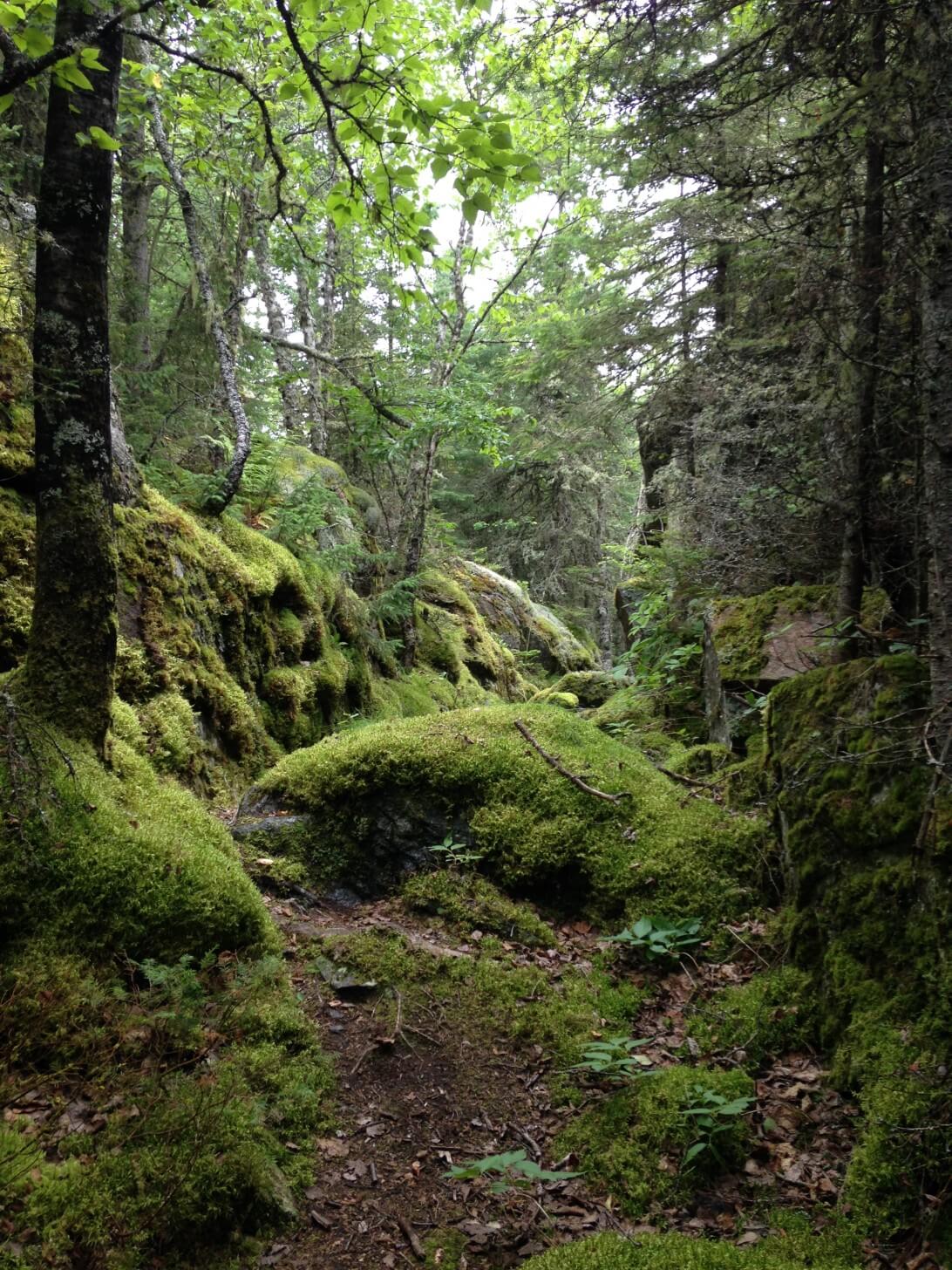 Moss Covered Pukaskwa National Park Coastal Trail, Lake Superior