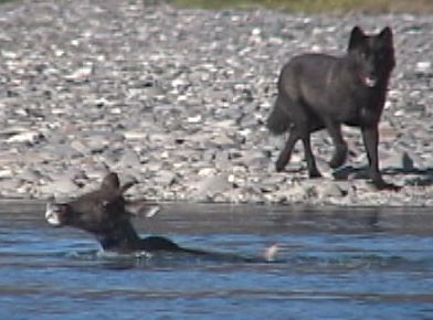 Black Wolf, Caribou Encounter, Jorgen Johansson Buck Nelson Interview