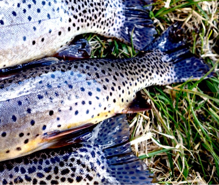 Tonight's dinner: 18-19 inch Yellowstone Cutthroats from Lower Aero Lake.