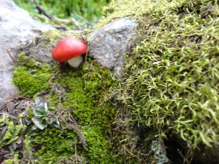 Brightly colored mushrooms and toadstools are scattered about mossy knolls and fallen logs on Marvel Pass Trail.