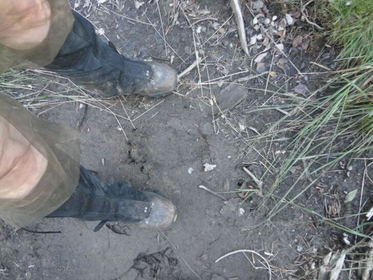 A bear track this fresh and this big can only mean one thing... Hike faster. 
