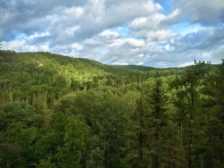 Enjoying the view along the trail. Dense forest as far as th eye can see.