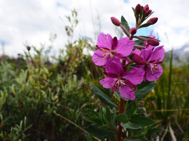 Nahanni River by Canoe: a fireweed flower.