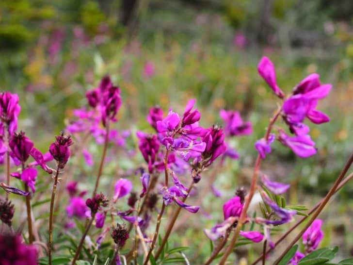 Nahanni River by Canoe: A patch of vetch flowers.