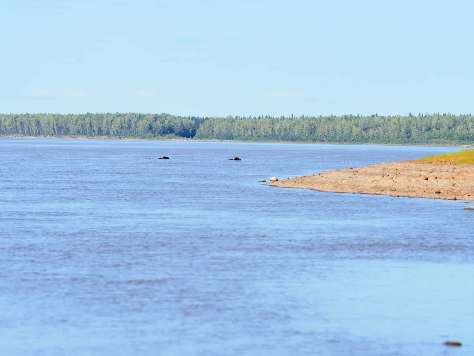 Nahanni River by Canoe: Two bison swimming in the Liard River