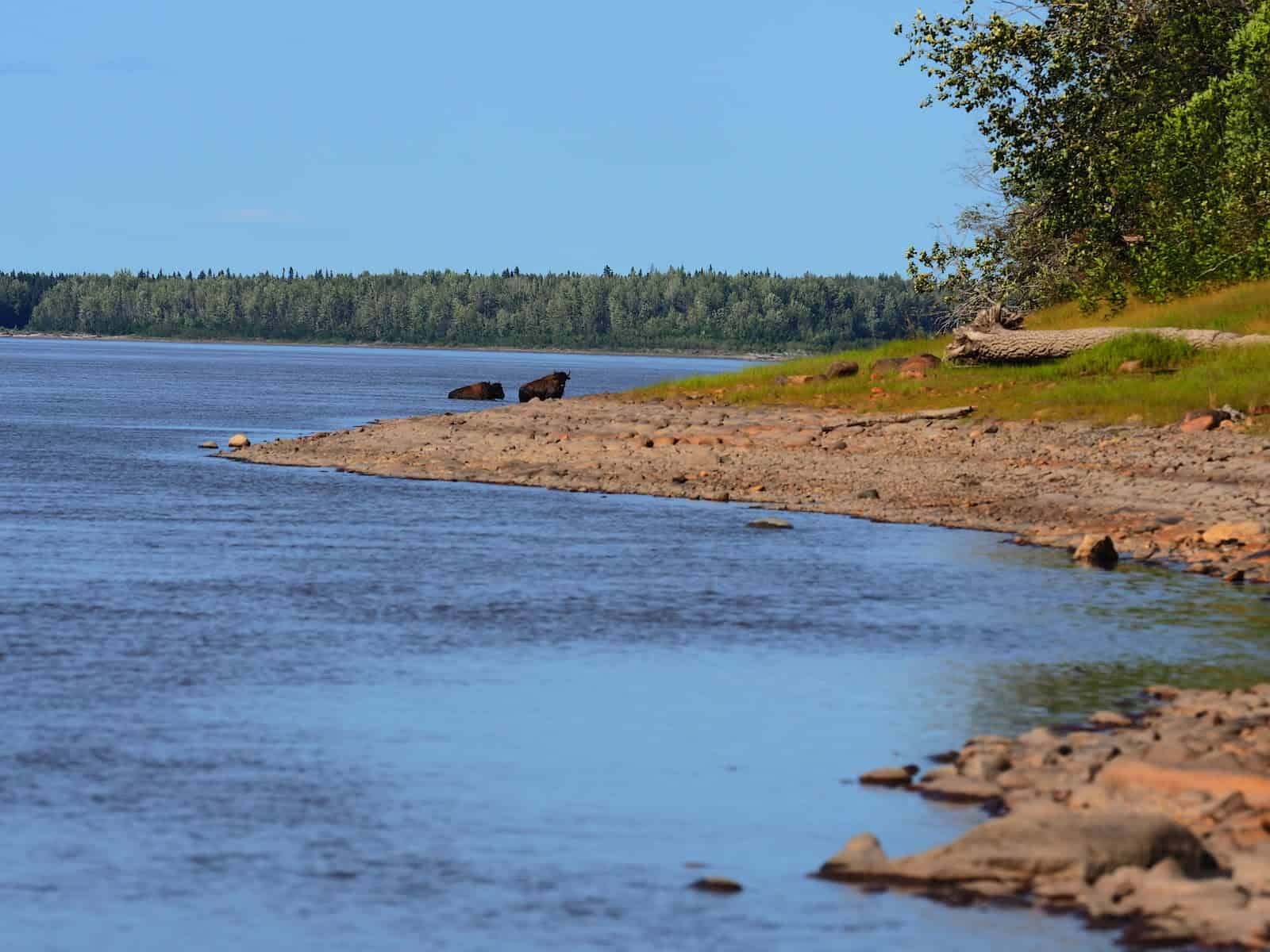 Nahanni River by Canoe: Bison on the banks of a river