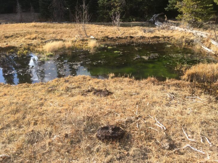 A spring surrounded by cow pies