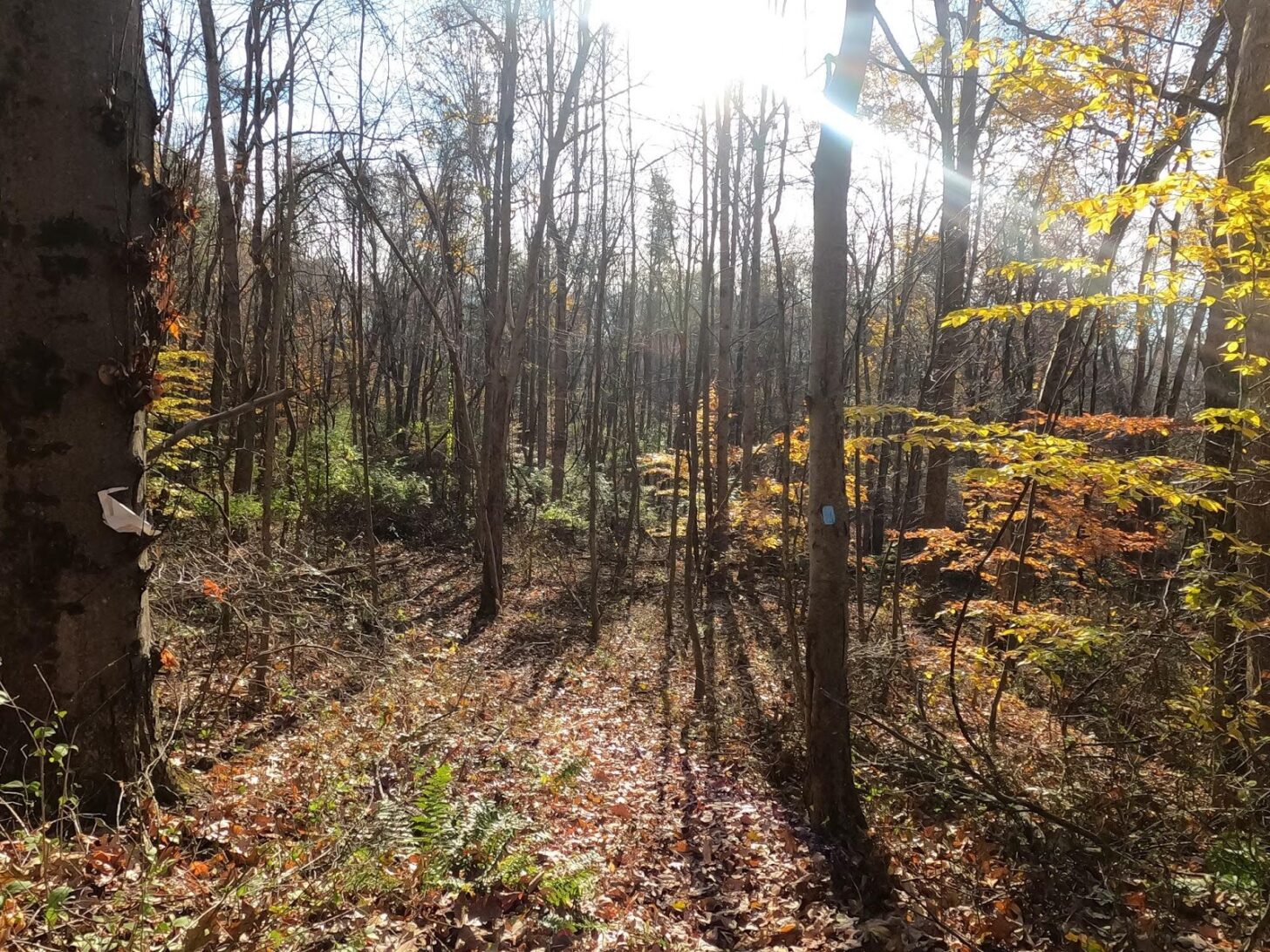 Late fall. A trail through the woods with a single blaze on a tree.