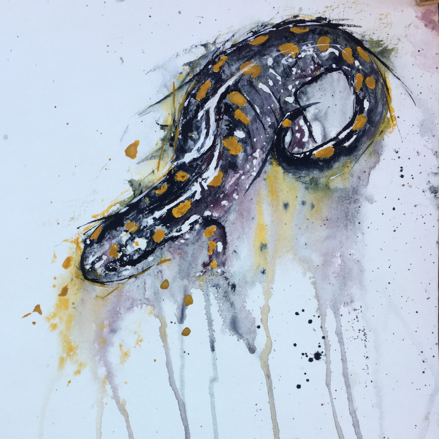 a watercolor painting of a salamander.