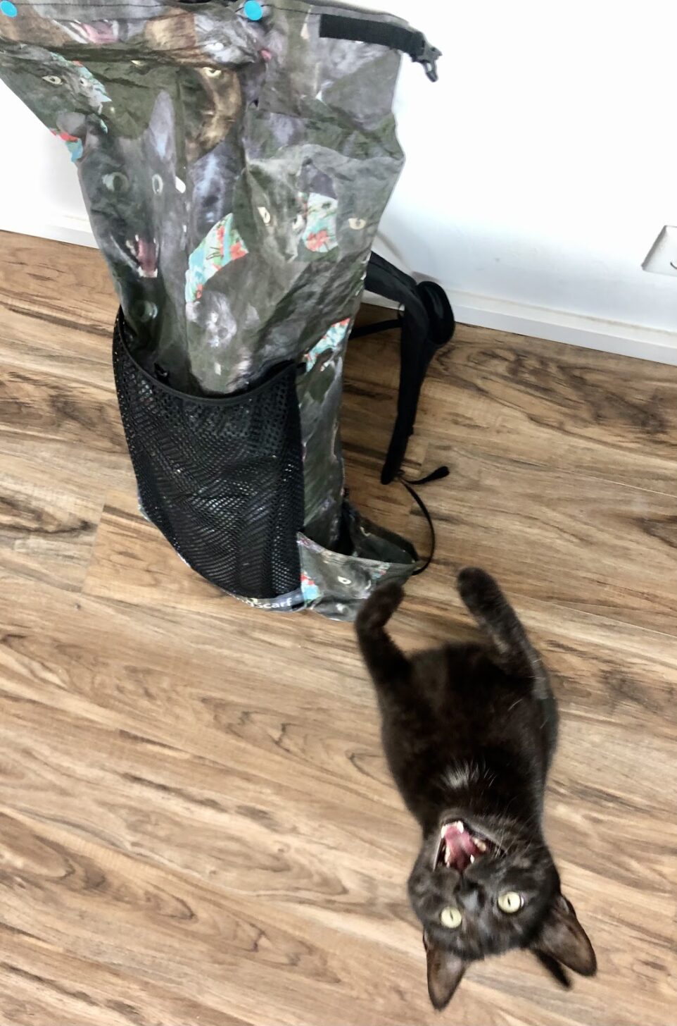 a cat screams at the camera. Next to the cat is a backpack with that cat's face on it.