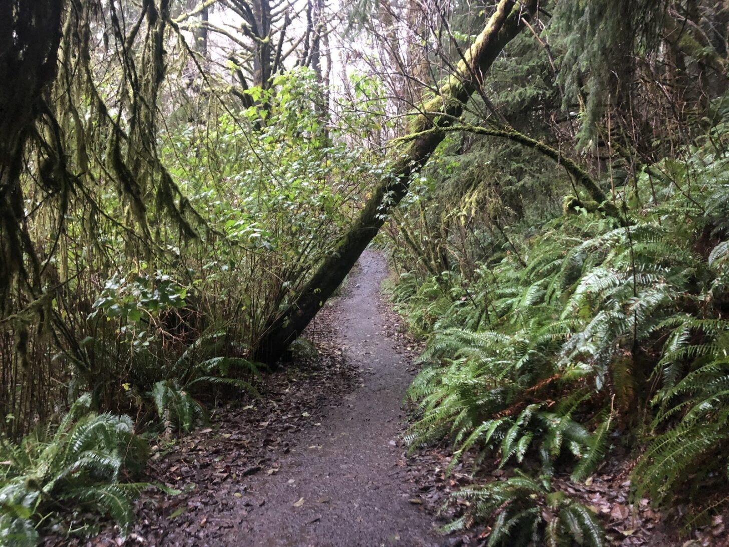 a muddy trail with overhanging ferns