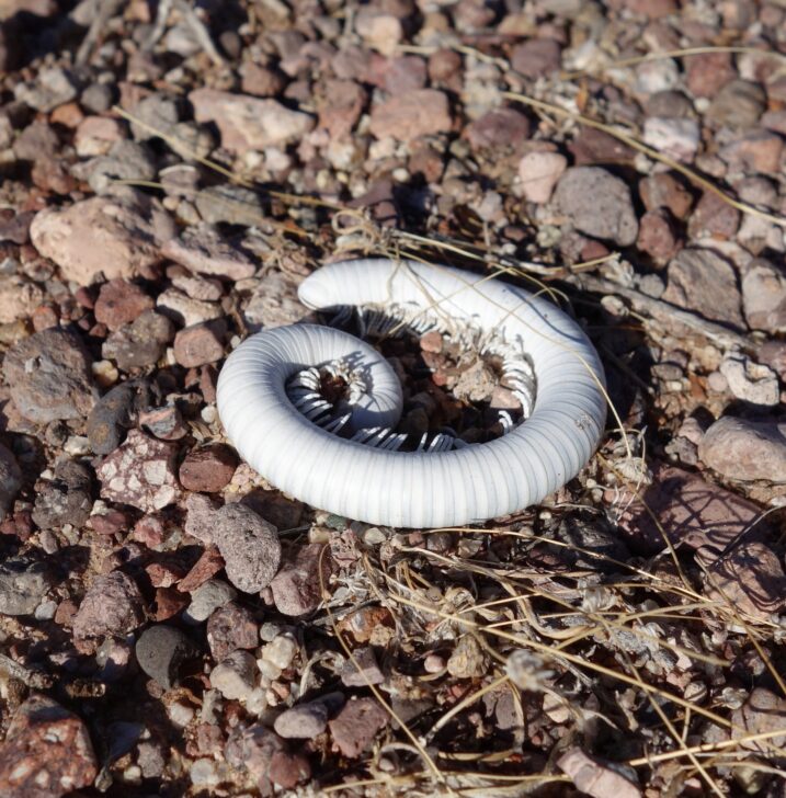 Shell of a desert millipede