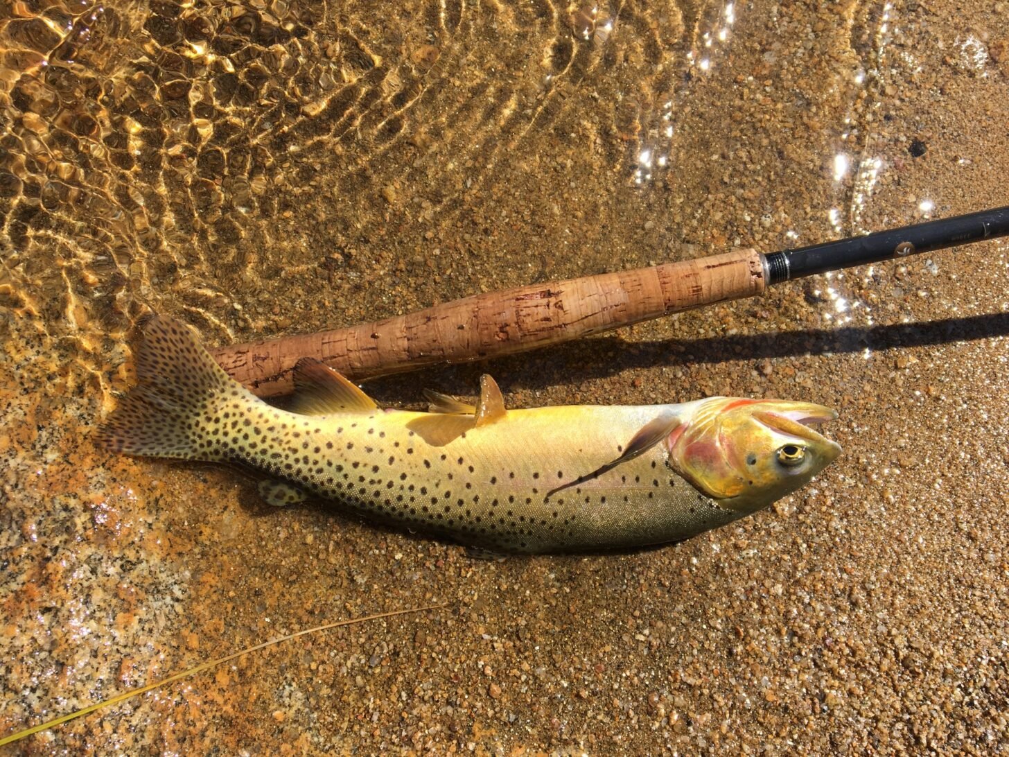 Gear List Tenkara Fly Fishing in the Northern Rockies Backpacking Light