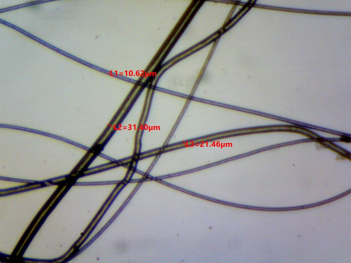 Primaloft Gold 6 osy Photomicrograph showing fiber diameter measurements of 10.62, 21.46, and 31.40 microns.