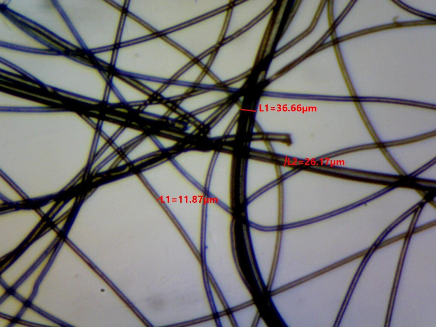 Primaloft Gold 3oz Photomicrograph showing measured fiber diameters of 11.87, 26.17, and 36.66 microns.