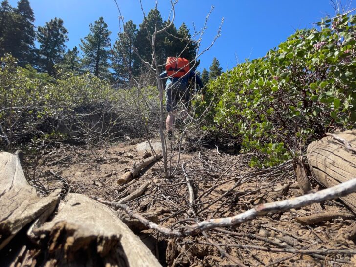 A man pushes through scrub and brush while wearing an orange backpack.