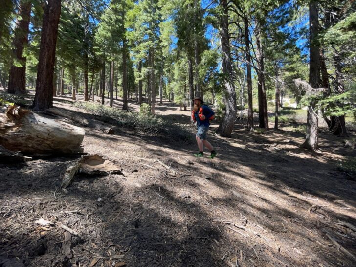 a man walks up a hill in the woods