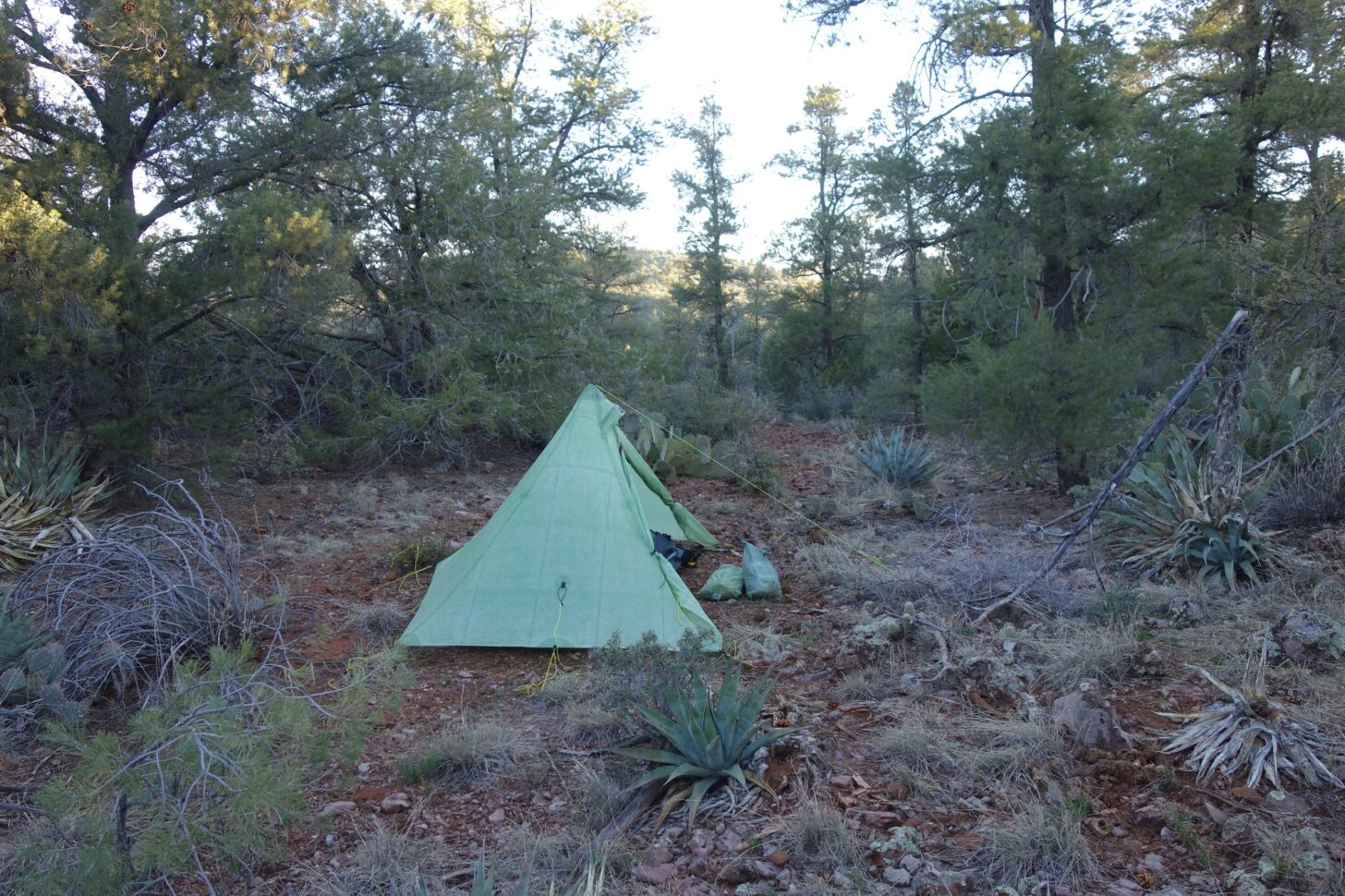 a pyramid style tent pitched under a small stand of trees.