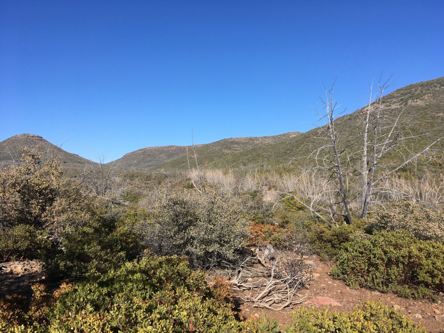 low shrubs and spiky plants in the Utah desert.