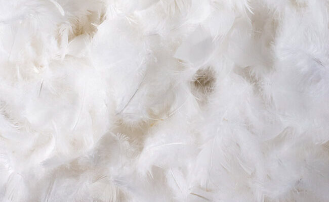 a pile of white feathers