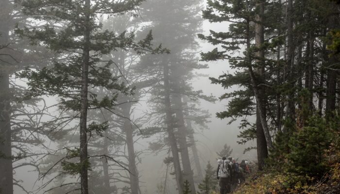 group of hikers in a forest, walking in the rain