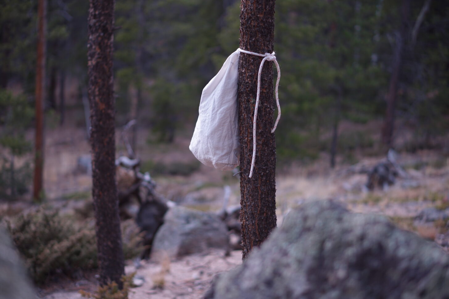 Ursack secured to an 8-inch diameter lodgepole pine in northern Colorado. Photo: Ryan Jordan.