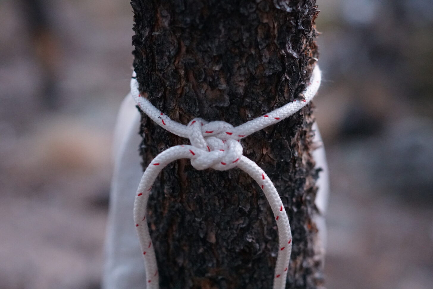 An Ursack affixed to a lodgepole pine using three stacked half-square knots. Photo: Ryan Jordan.