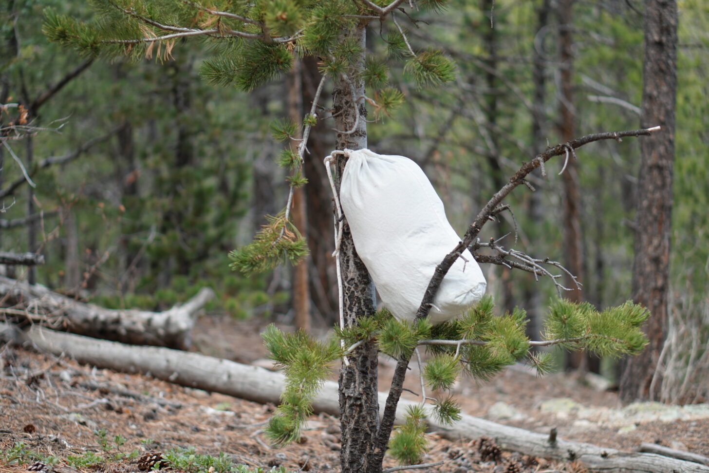 ursack tied to a thin tree