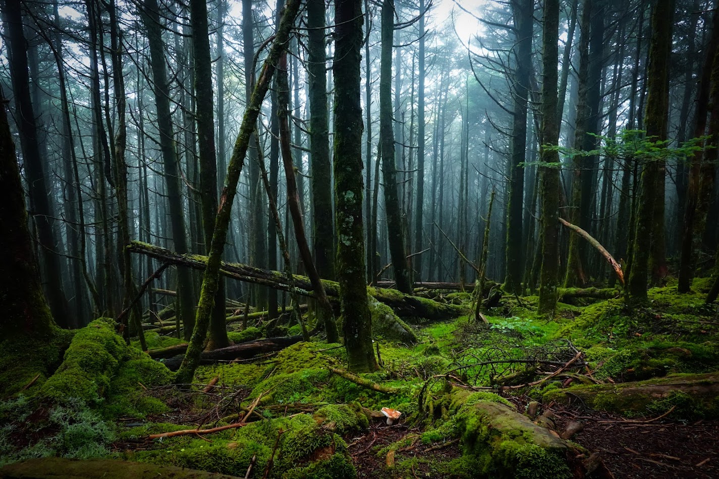 a misty landscape with trees and vibrant moss on the forest floor
