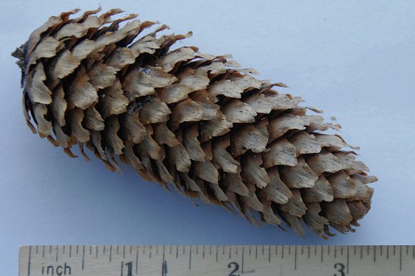 an engelmann spruce cone against a blue background with a ruler at the bottom of the photo