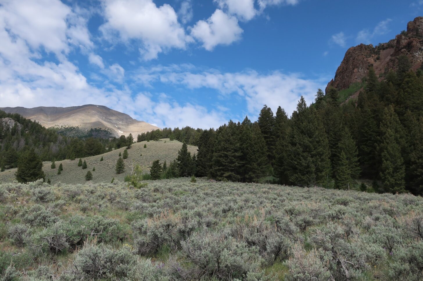 Sagebrush in the foreground, forest in the mid ground, and blue sky