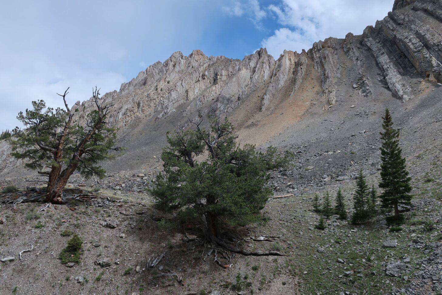Several trees are in the foreground with rocky terrain in the background
