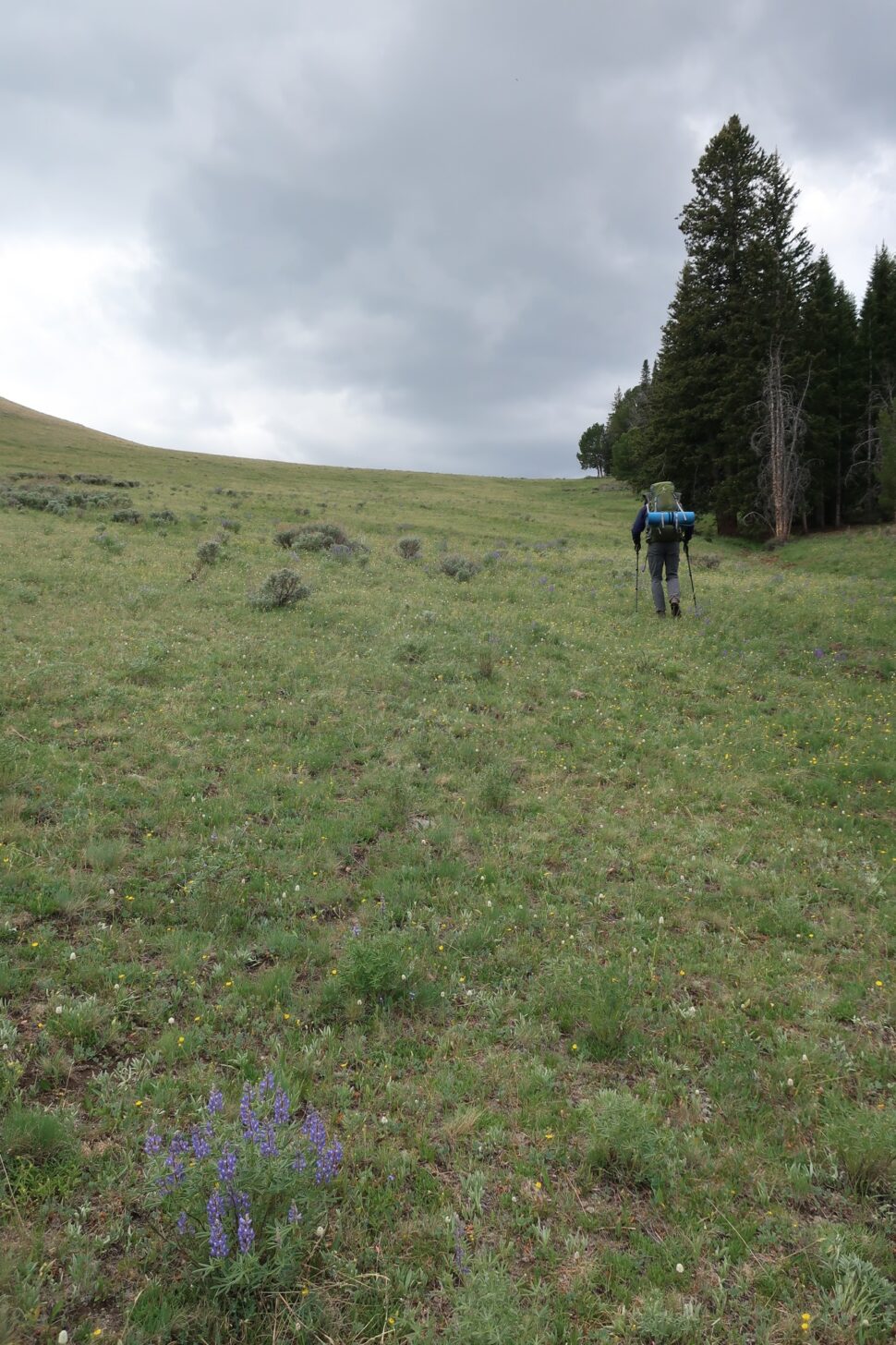 A hiker ascends a steep and grassy slope