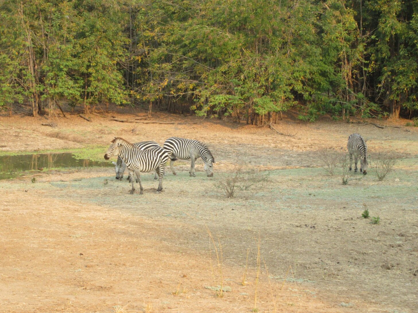 four zebra in a field eating some grass